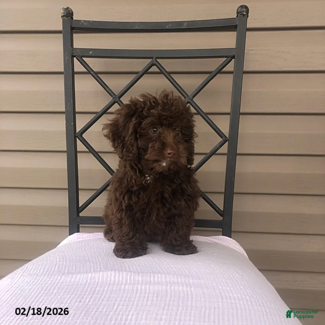 Doxiepoo dogs for sale: Teddy - Ad 4
