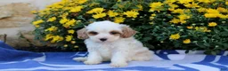 Pomeranian dogs for sale: Kimmy - Ad 4