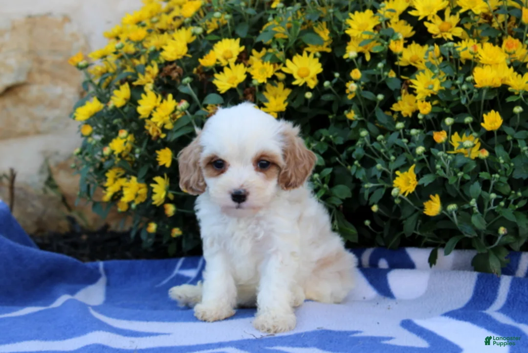 Pomeranian dogs for sale: Kimmy - Ad 4