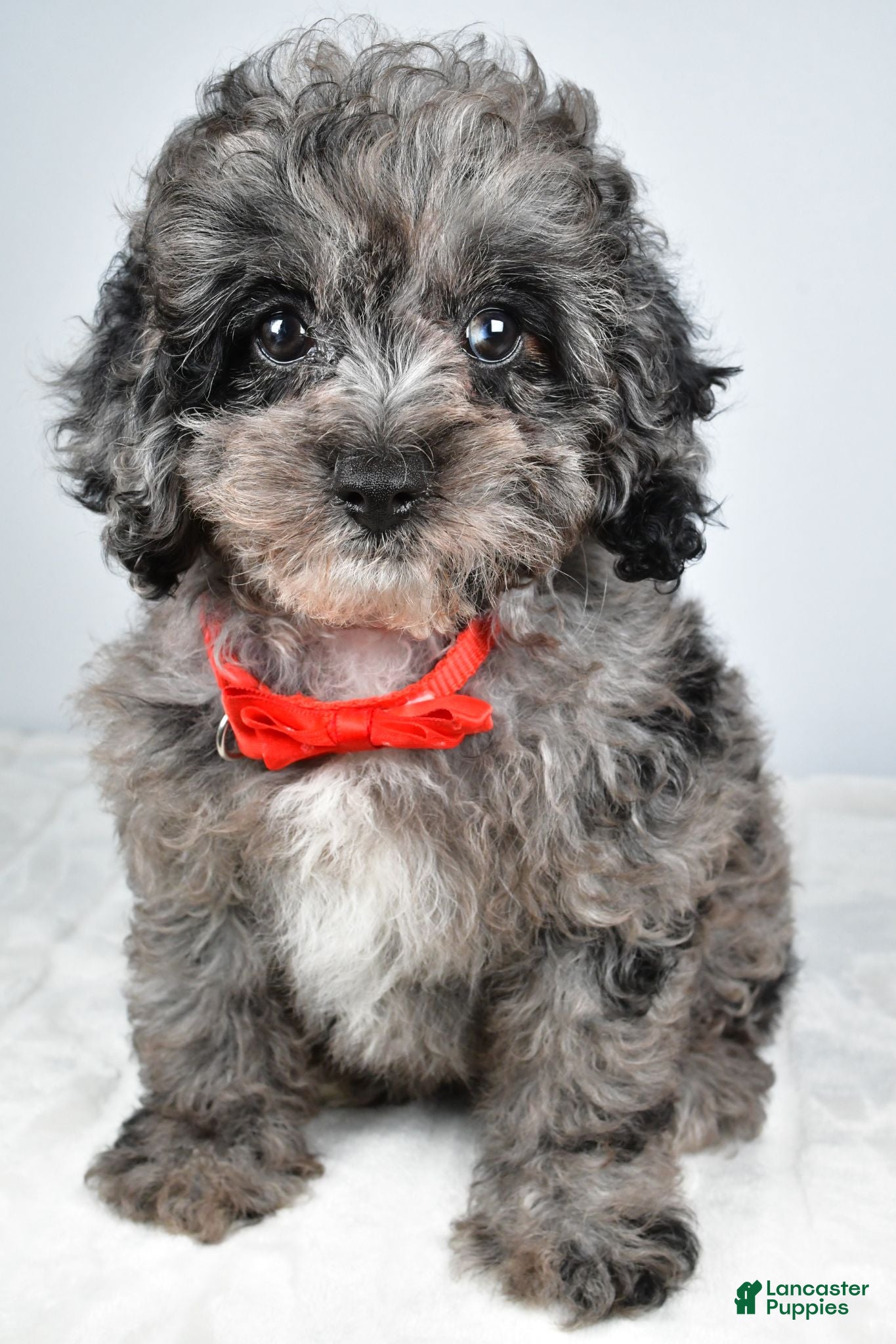 Cockapoo dogs Zoey - Ad 1