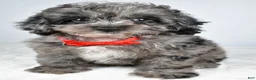Cockapoo dogs for sale: Zoey - Ad 1