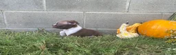 Boston Terrier dogs for sale: Lucky - Ad 2