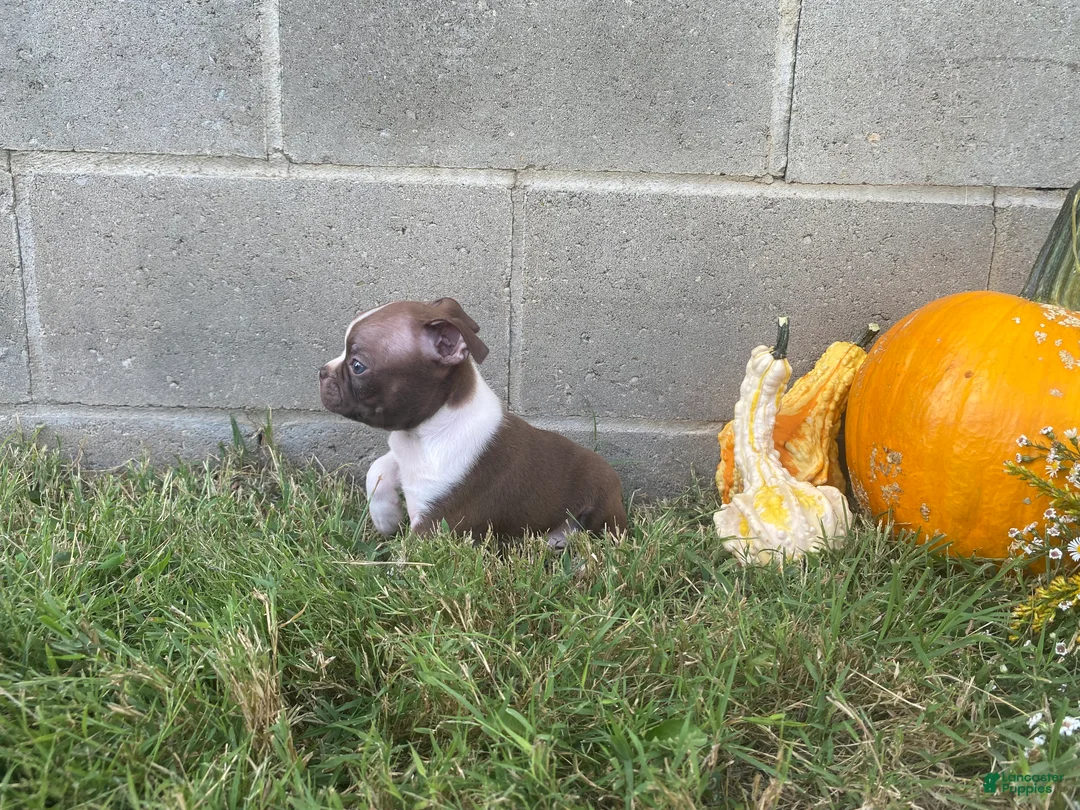 Boston Terrier dogs for sale: Lucky - Ad 2