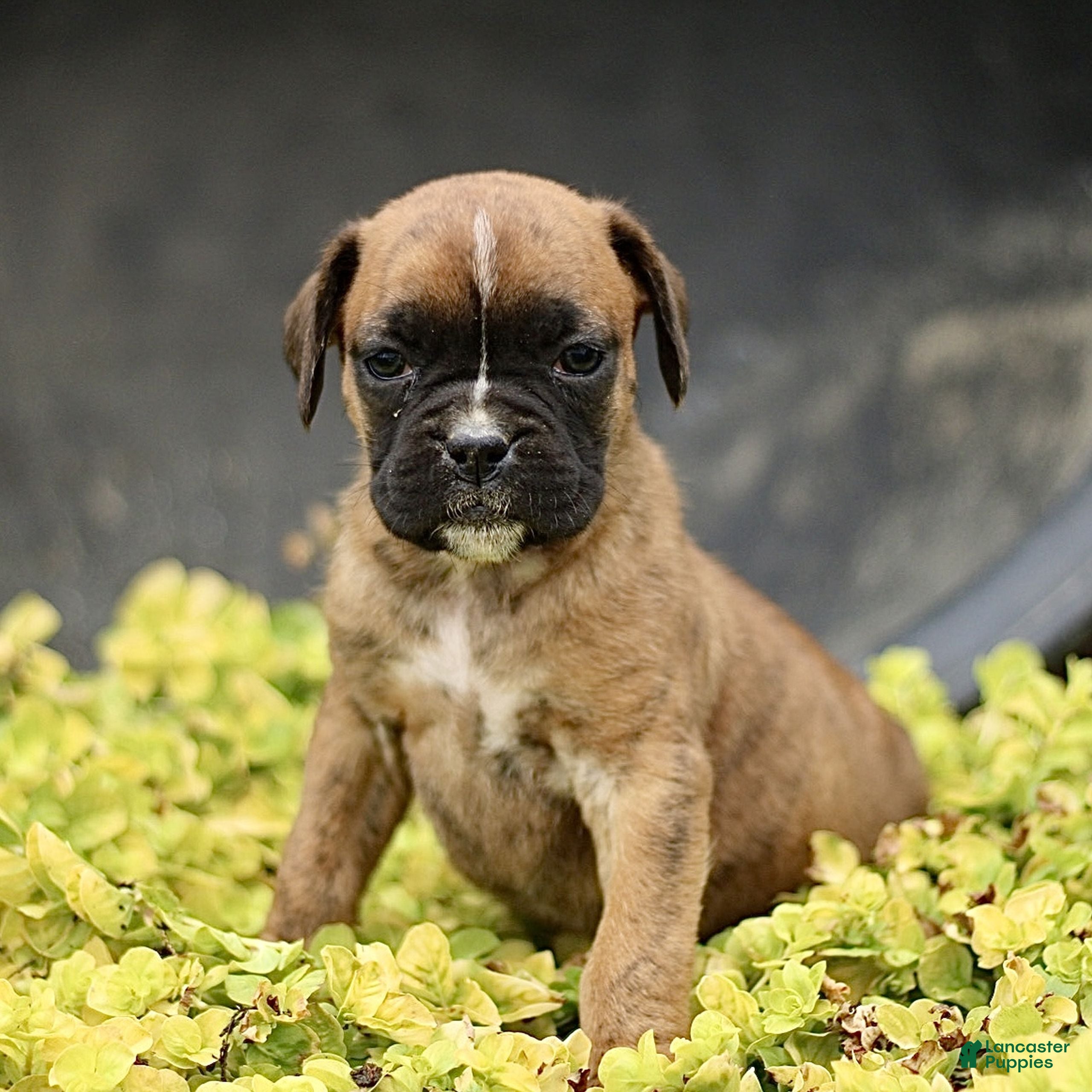Boxer dogs Tanya  - Ad 2
