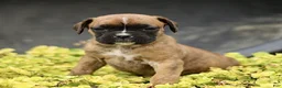 Boxer dogs for sale: Tanya  - Ad 2