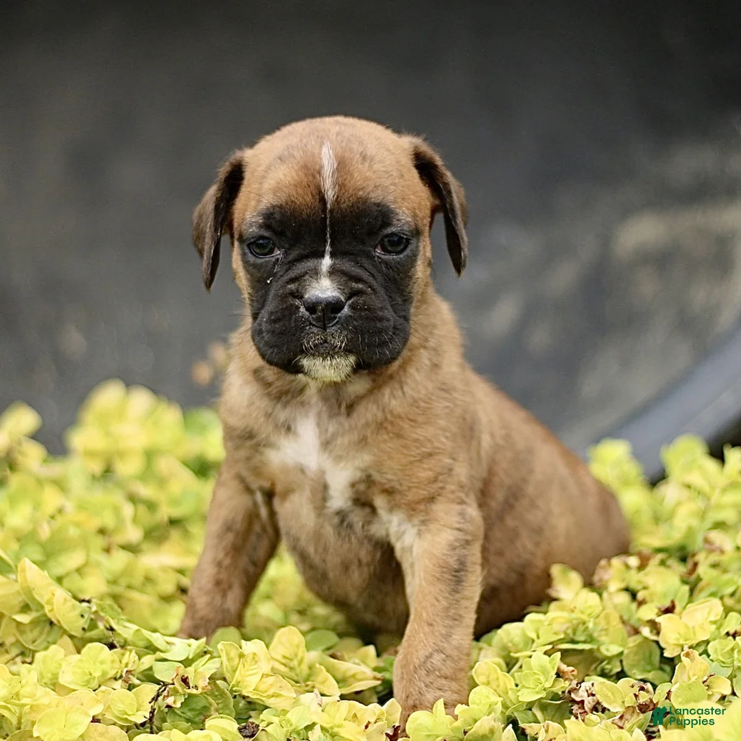 Boxer dogs for sale: Tanya  - Ad 2