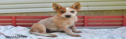 Australian Cattle Dog dogs for sale: Coffee - Ad 3