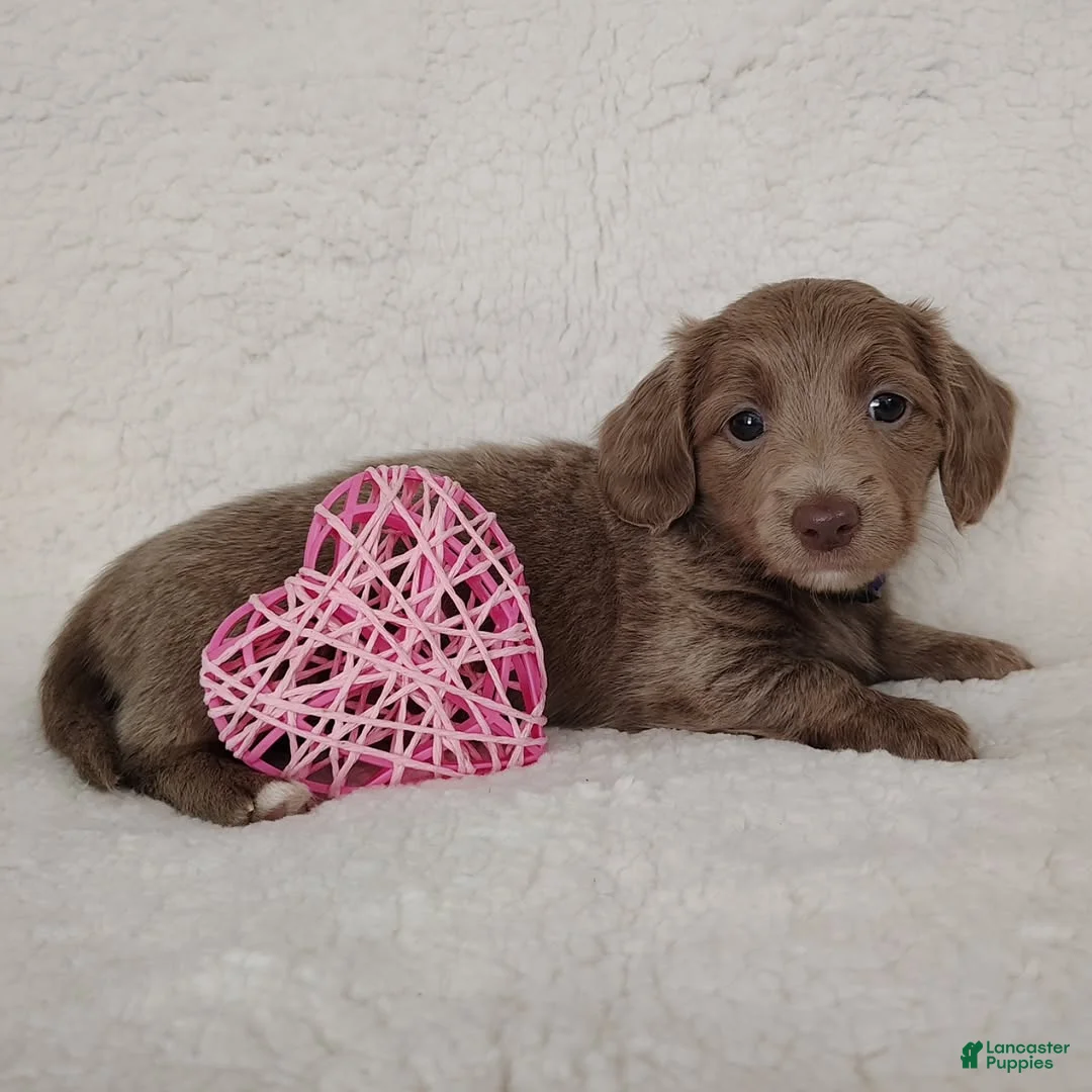 Dachshund dogs for sale: Dachshund Puppy 6 - Ad 2