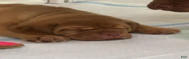 Dogue De Bordeaux 1