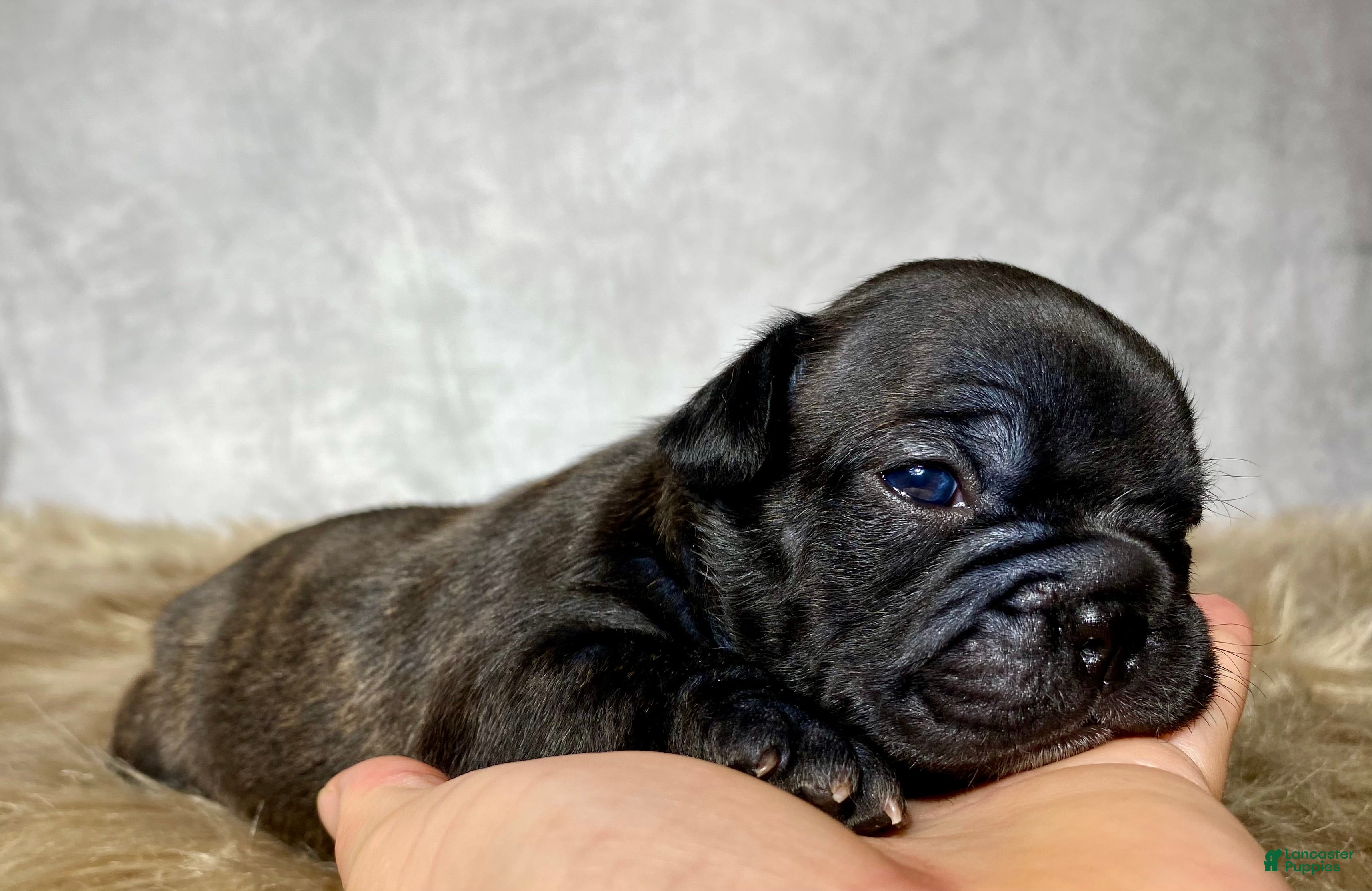 Frenchton dogs Miss Queenie  - Ad 1