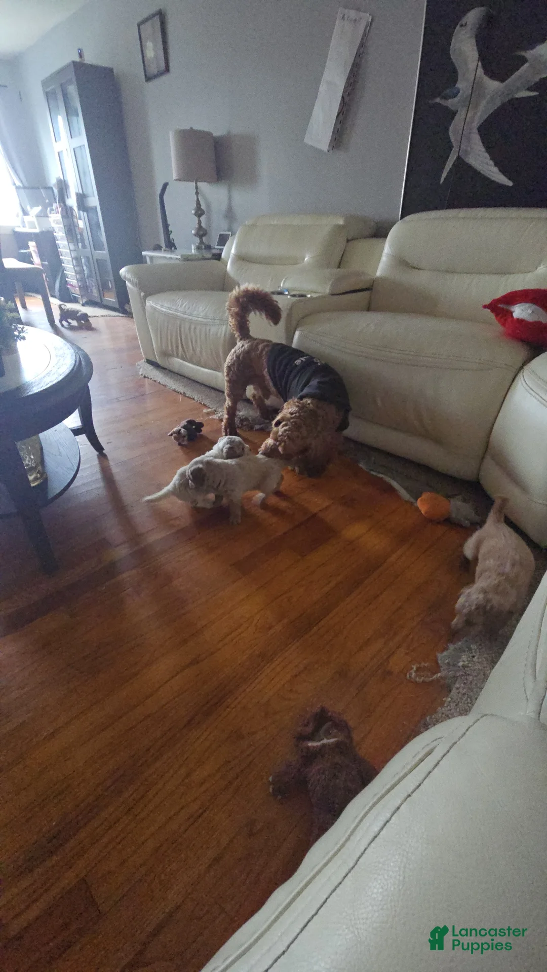 Mini Goldendoodle dogs for sale: Coco  - Ad 1