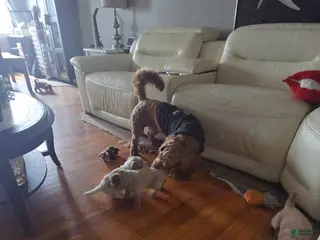 Mini Goldendoodle dogs Coco - Ad 4