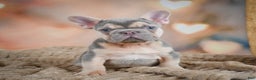 French Bulldog dogs for sale: Louie - Ad 13