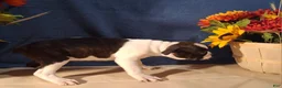 Boston Terrier dogs for sale: Esther - Ad 3