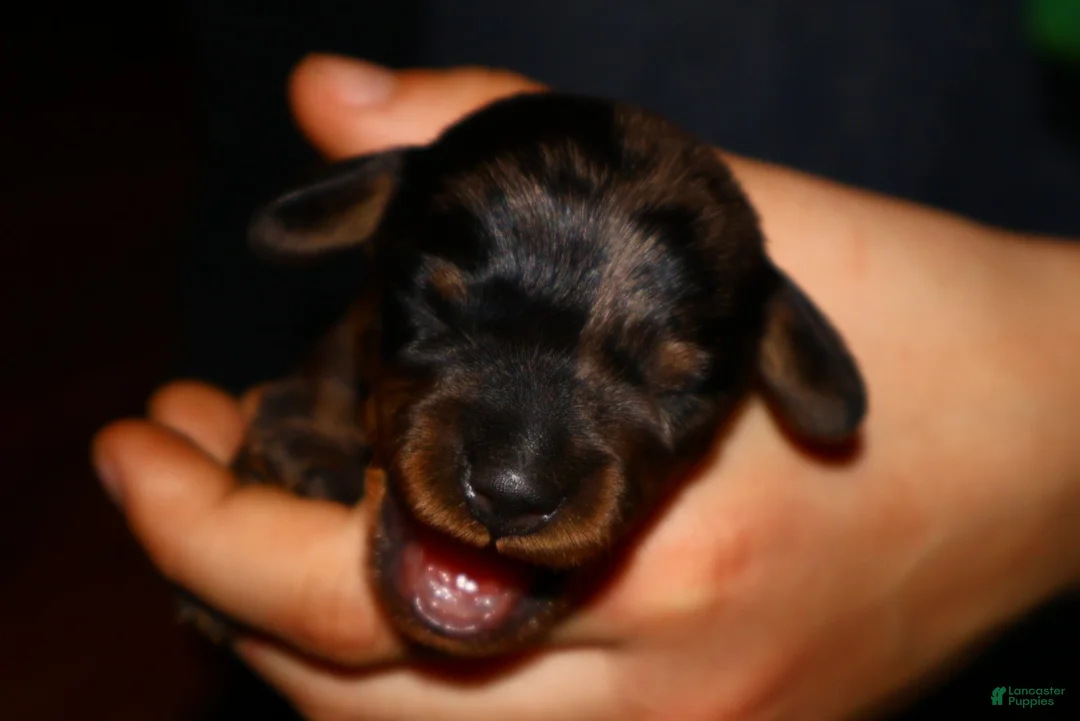 Miniature Dachshund dogs for sale: Two Face - Ad 1