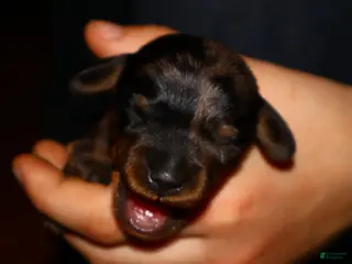 Miniature Dachshund dogs Two Face - Ad 24