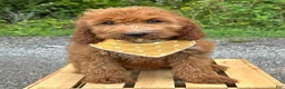 Irish Doodle dogs for sale: Daisy - Ad 8