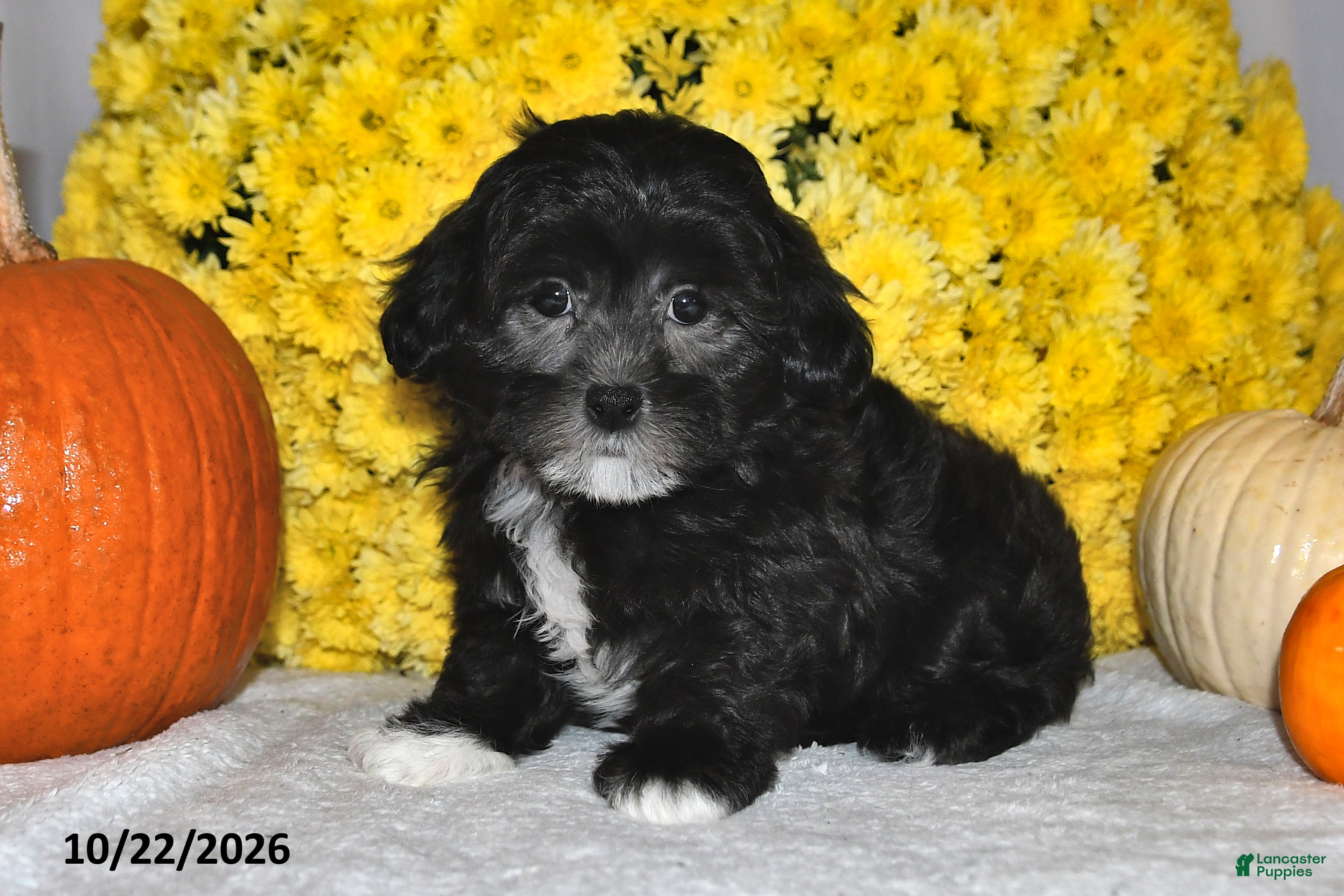 Shihpoo dogs for sale: Terry - Ad 1