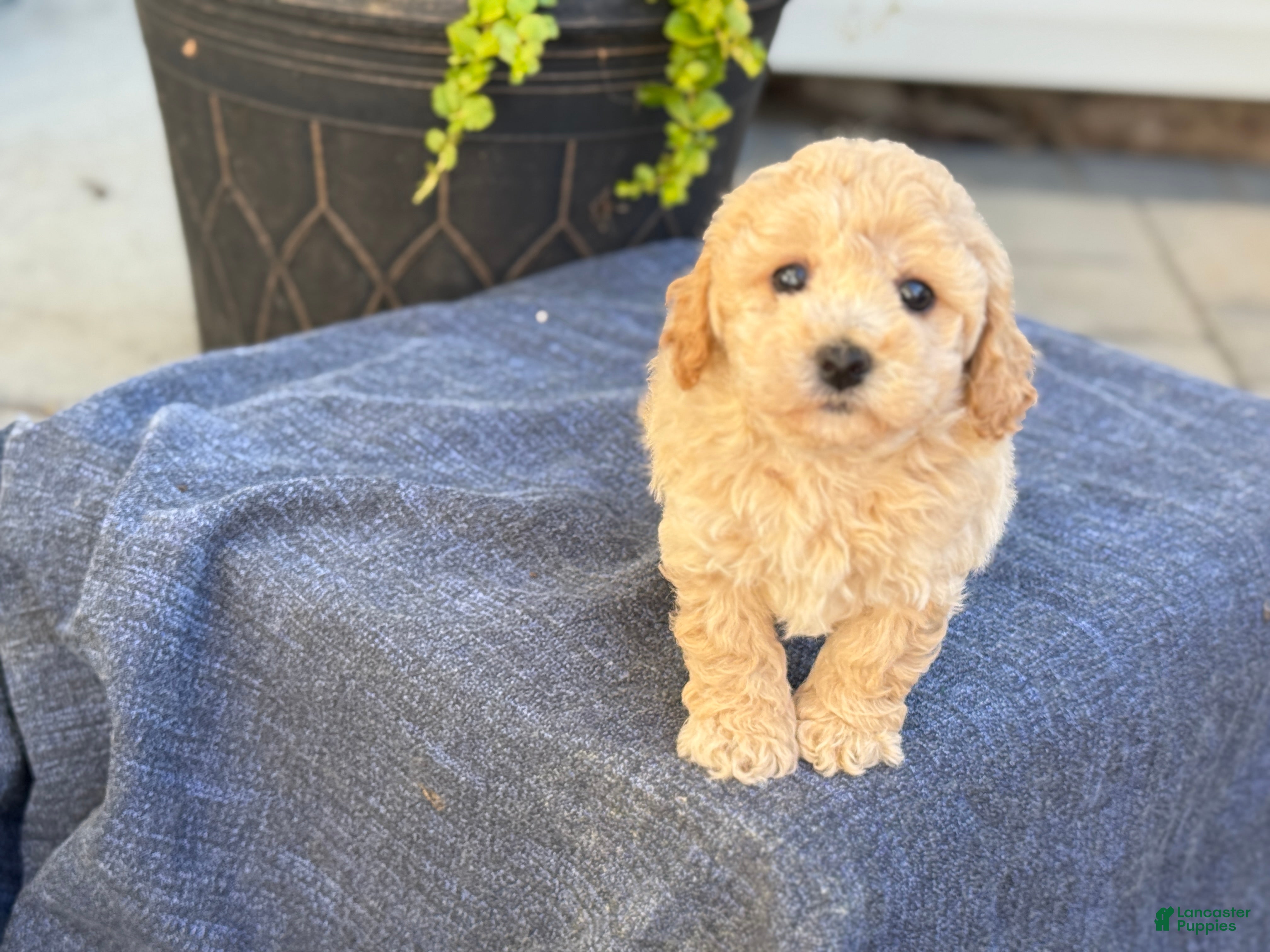 Bichpoo dogs for sale: Franklin - Ad 3