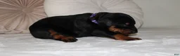 Doberman Pinscher dogs for sale: Luna - Ad 5