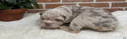 English Bulldog dogs for sale: Sampson - Ad 5