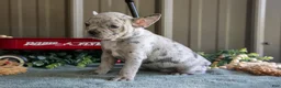 Mixed Breed dogs for sale: Bonnie - Ad 3