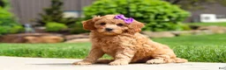 Cavapoo dogs for sale: Poppy - Ad 3