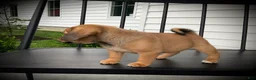Puggle dogs for sale: Stella  - Ad 4