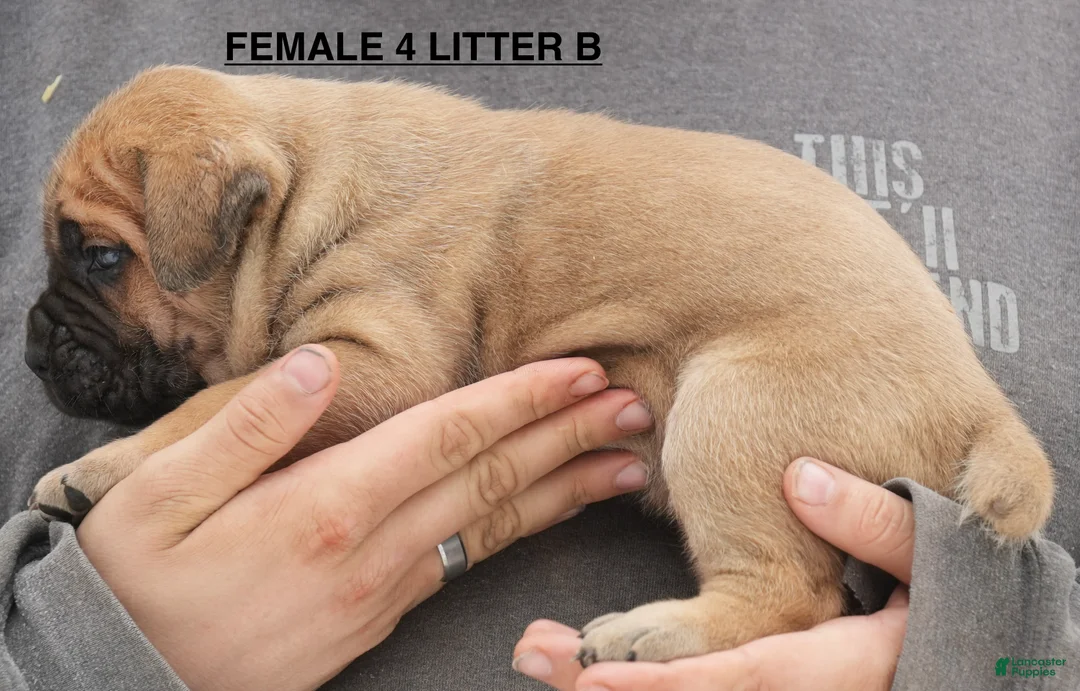 Cane Corso dogs for sale: Female 4 Litter B - Ad 2