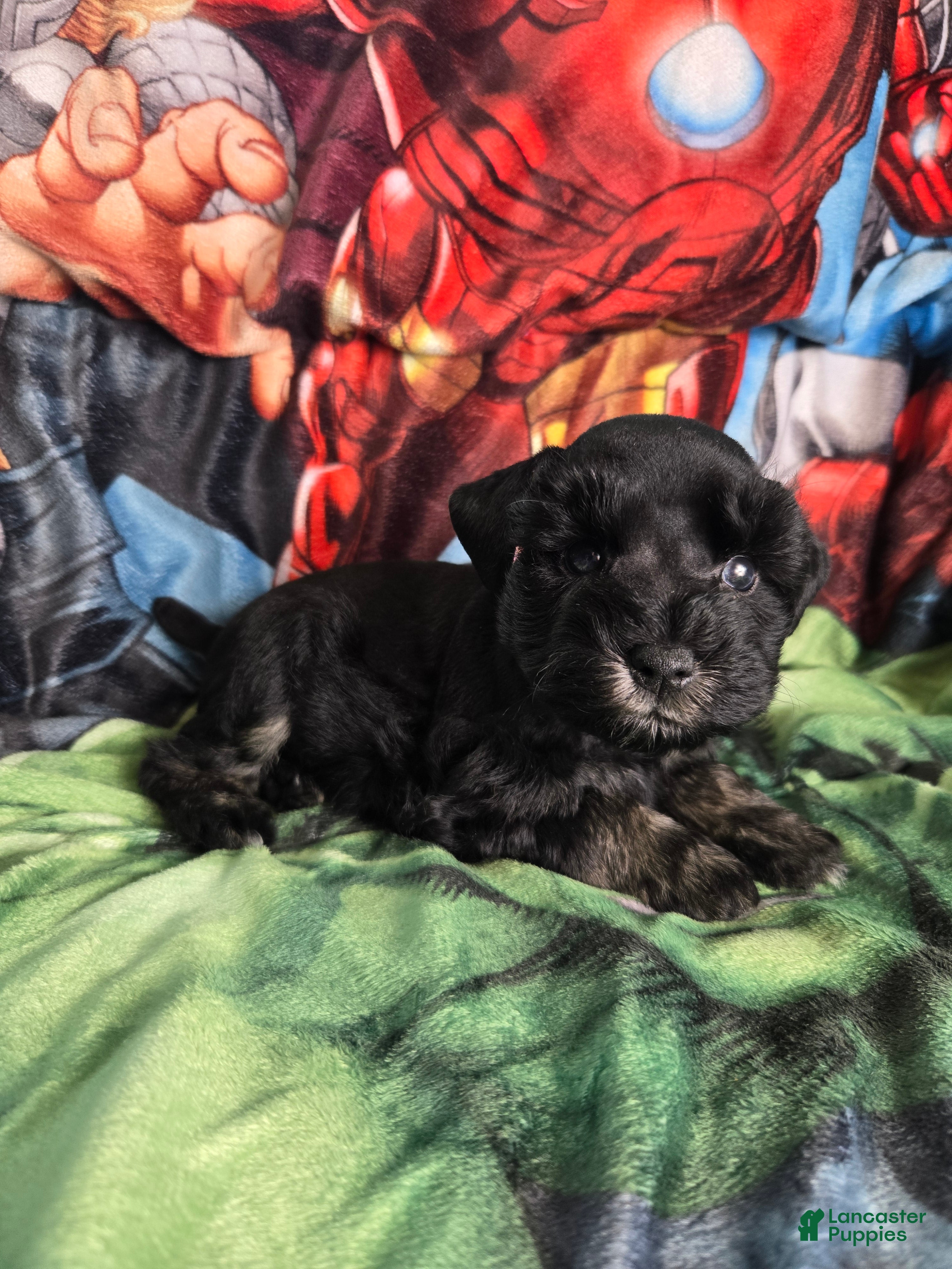 Miniature Schnauzer dogs Wood Stock - Ad 1