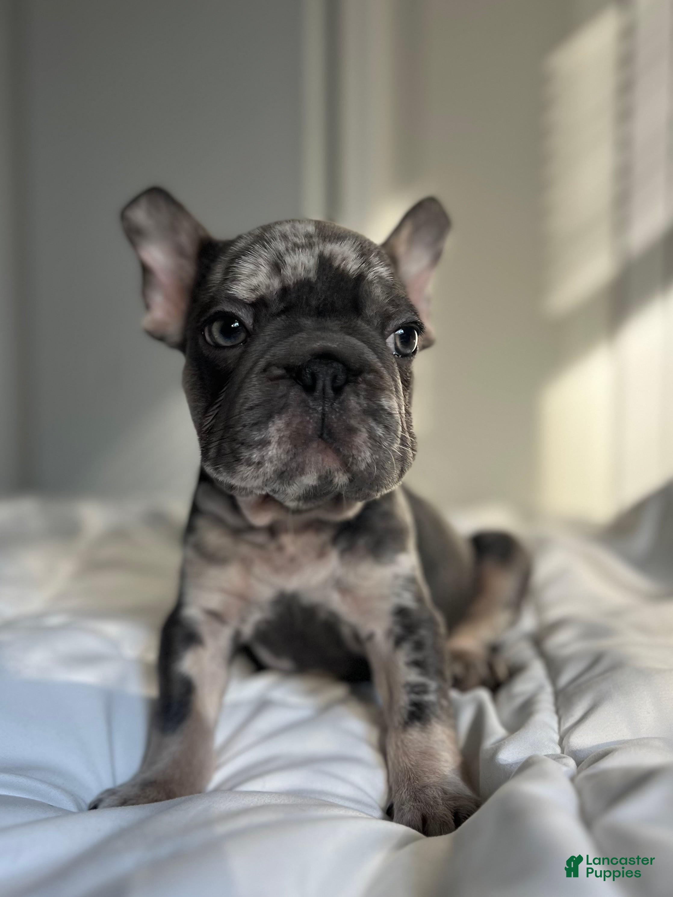 French Bulldog dogs Oreo - Ad 1