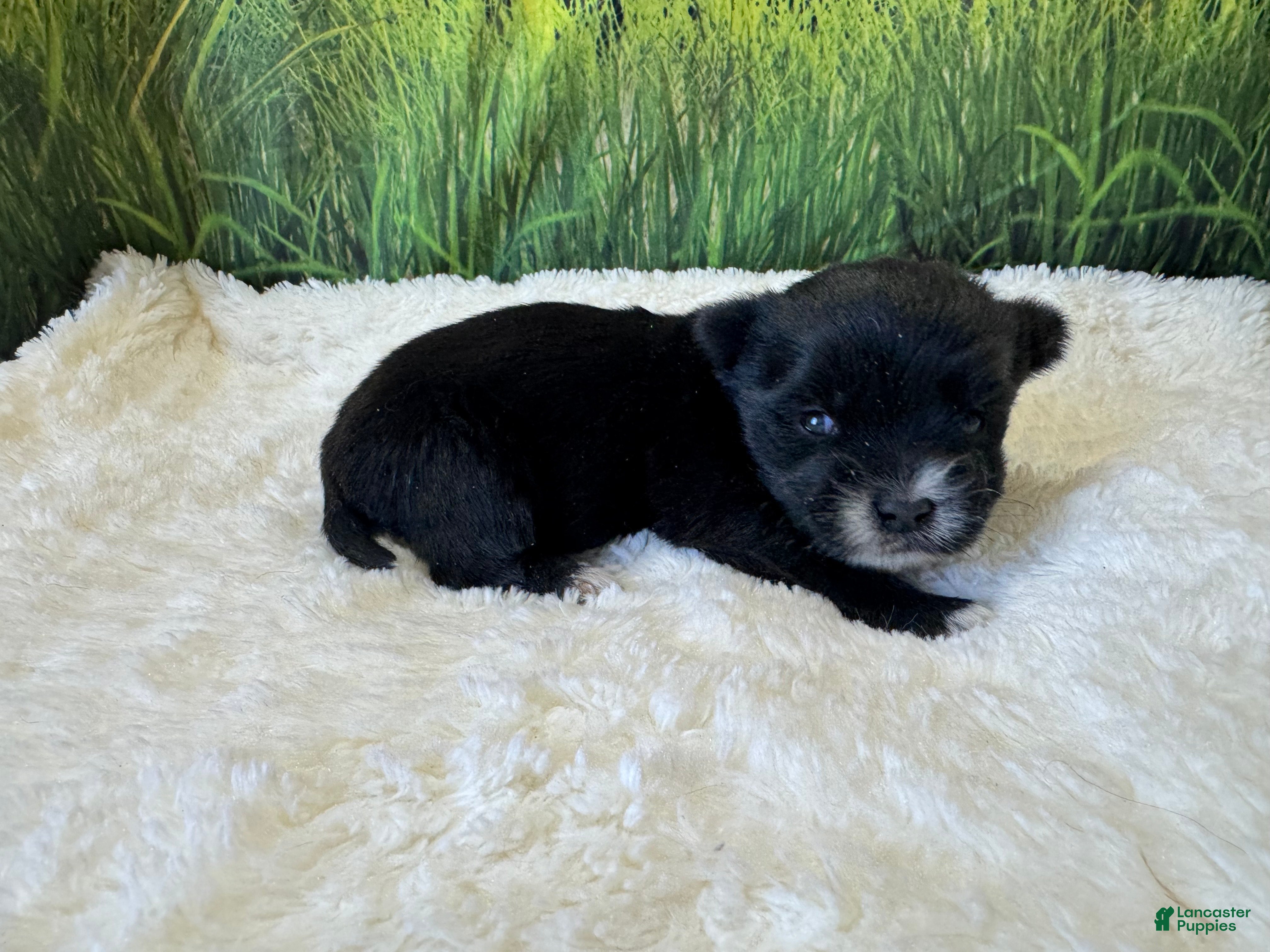 Morkie dogs Blacky - Ad 4