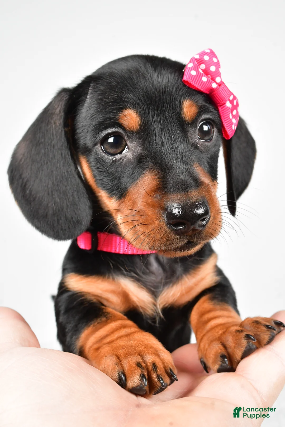 Miniature Dachshund dogs for sale: Tessa - Ad 7
