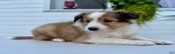 Shetland Sheepdog dogs for sale: Ranger  - Ad 4