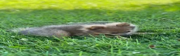 Pomeranian dogs for sale: Pip - Ad 14