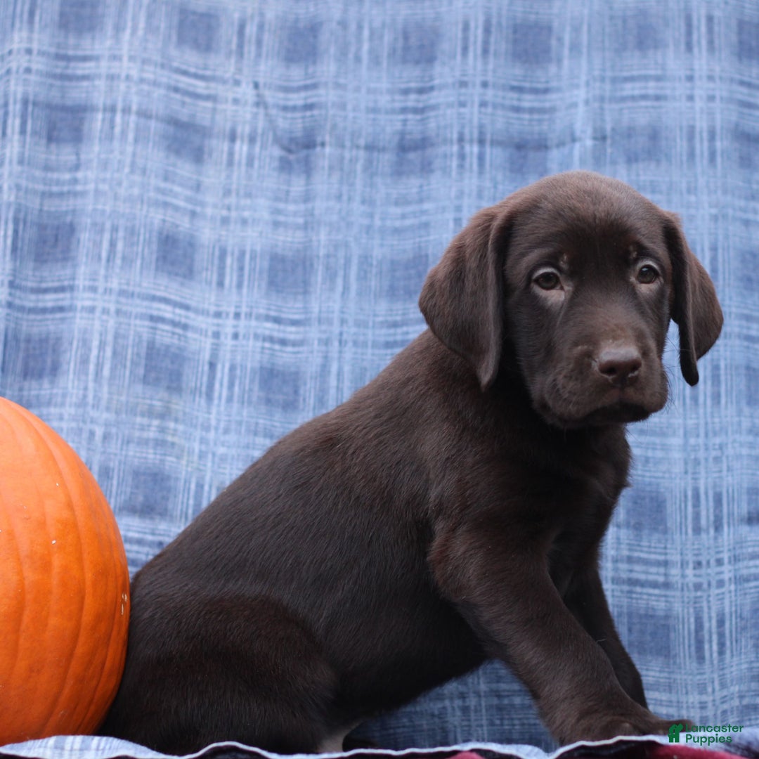 Labrador Retriever dogs for sale: Judson  - Ad 4