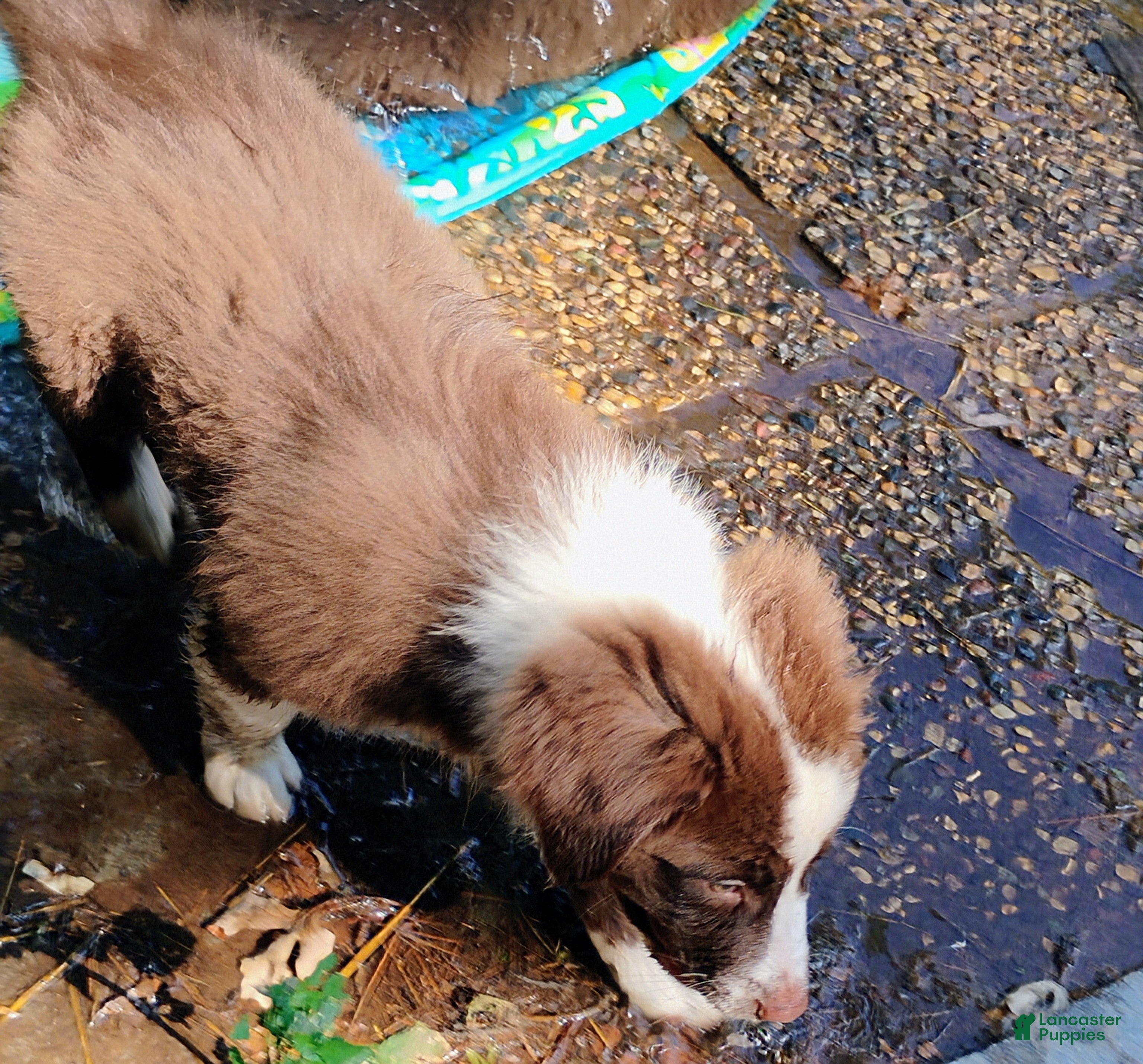 Australian Shepherd dogs Thicket - Ad 2