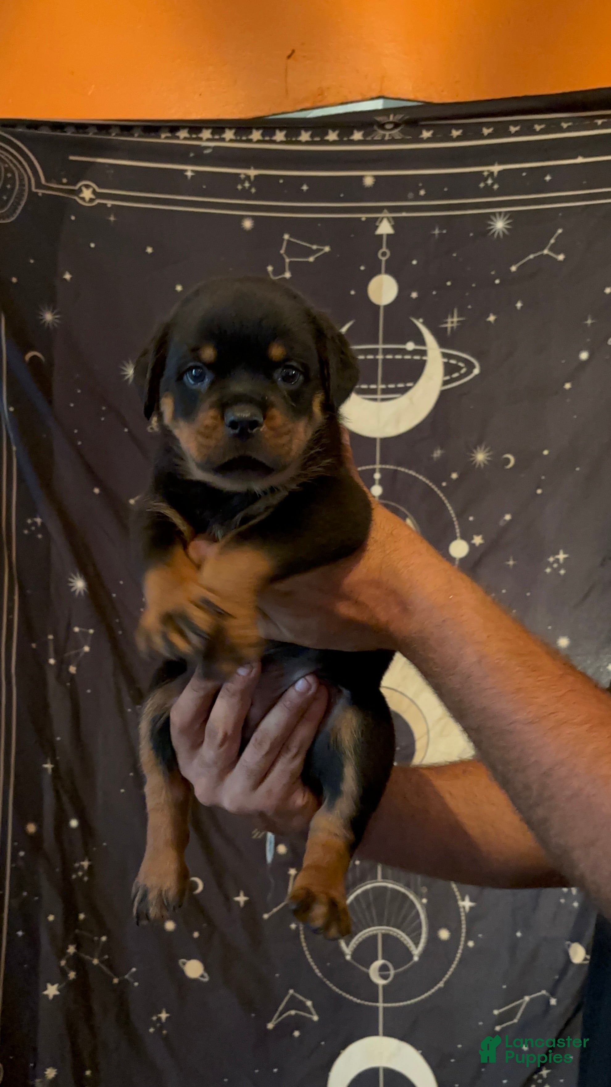Rottweiler dogs Rottweiler 1 - Ad 1
