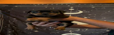 Rottweiler 1