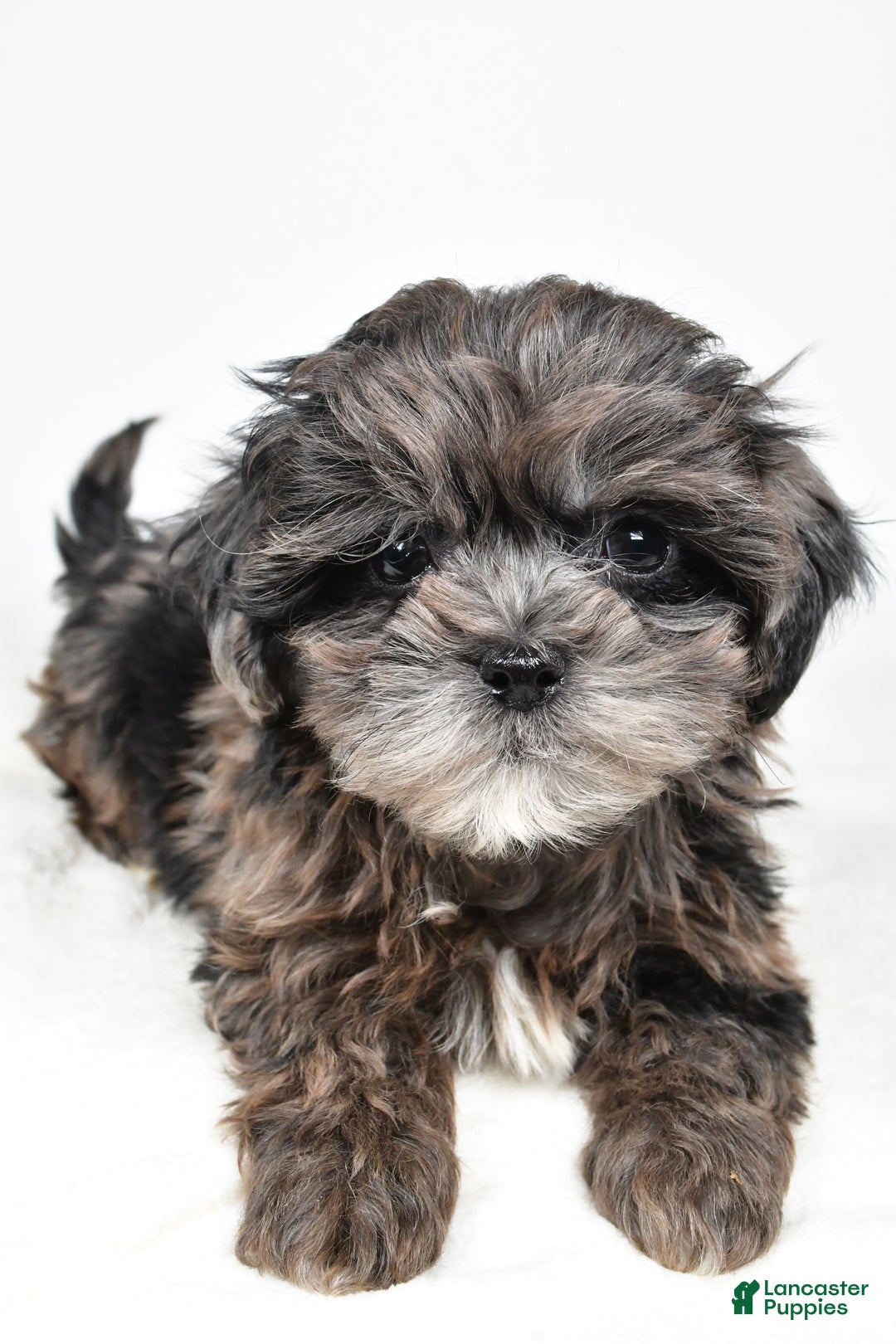 Shihpoo dogs for sale: Jenny - Ad 4