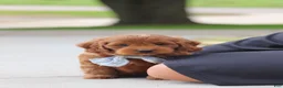 Mini Goldendoodle dogs for sale: Igor - Ad 7