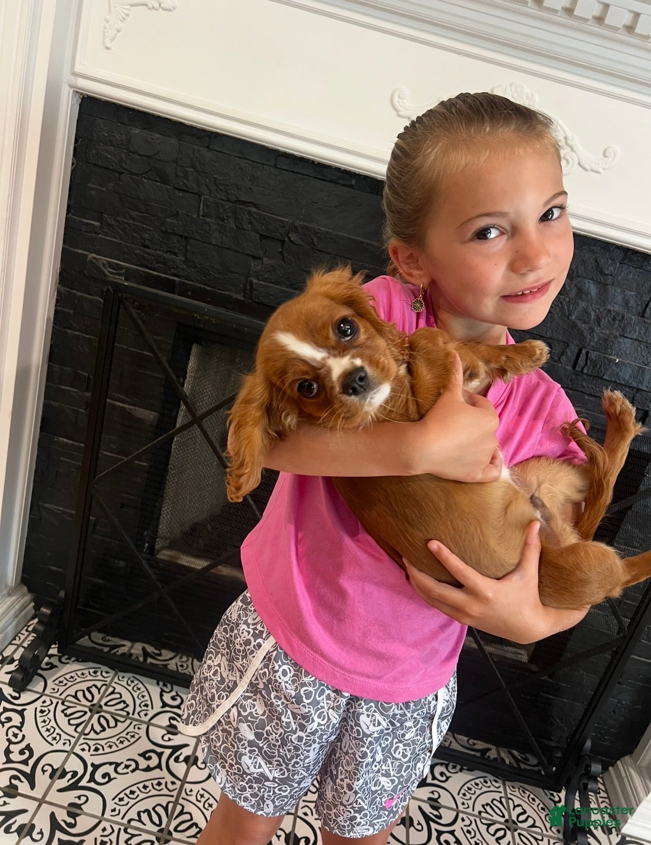 Cavalier King Charles Spaniel dogs Ruby boy 1 - Ad 2
