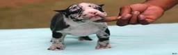 American Bully dogs for sale: Black Merle Male - Ad 9