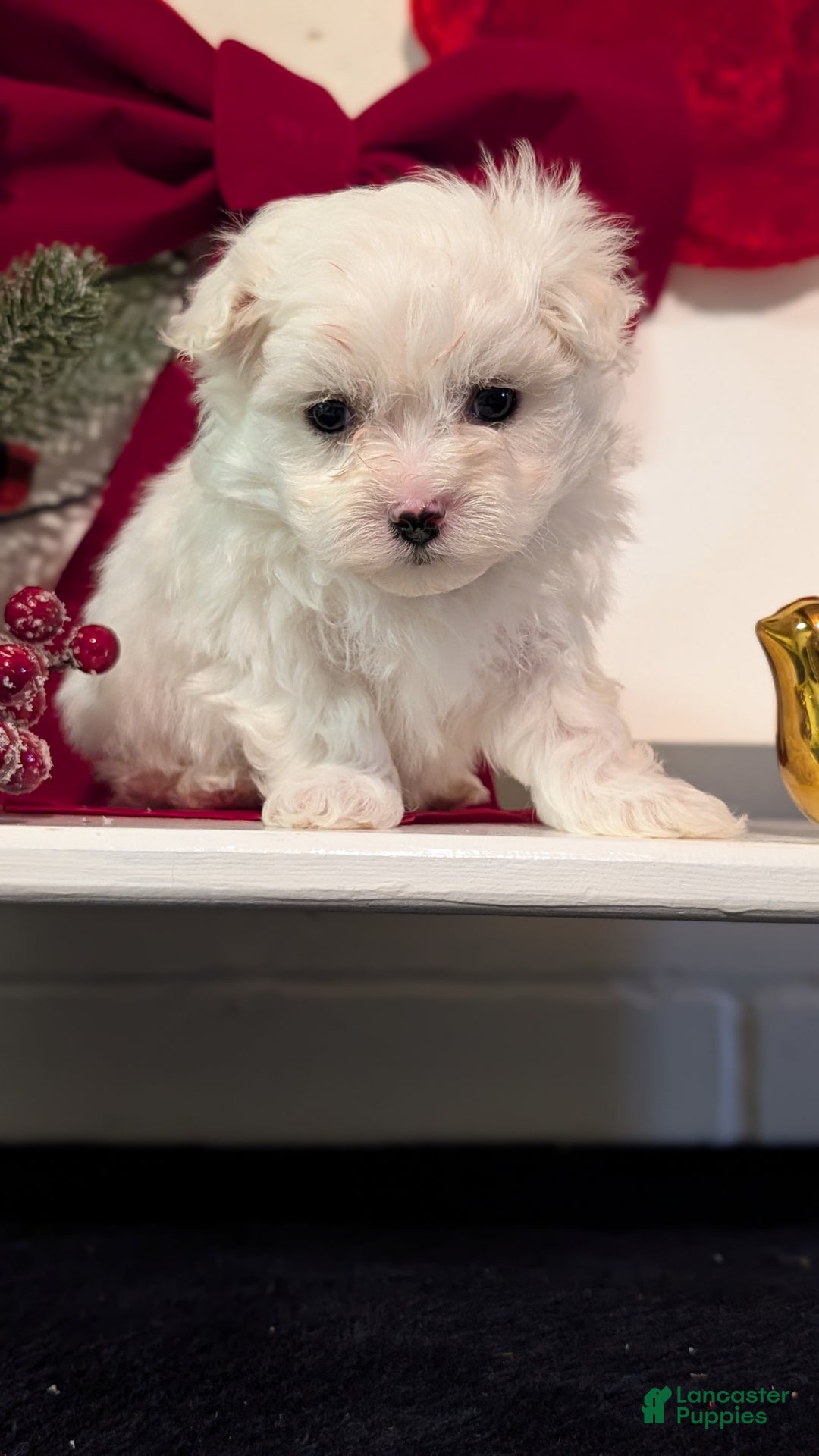 Maltese dogs for sale: Kona - Ad 12