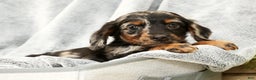 Miniature Dachshund dogs for sale: Milo - Ad 6