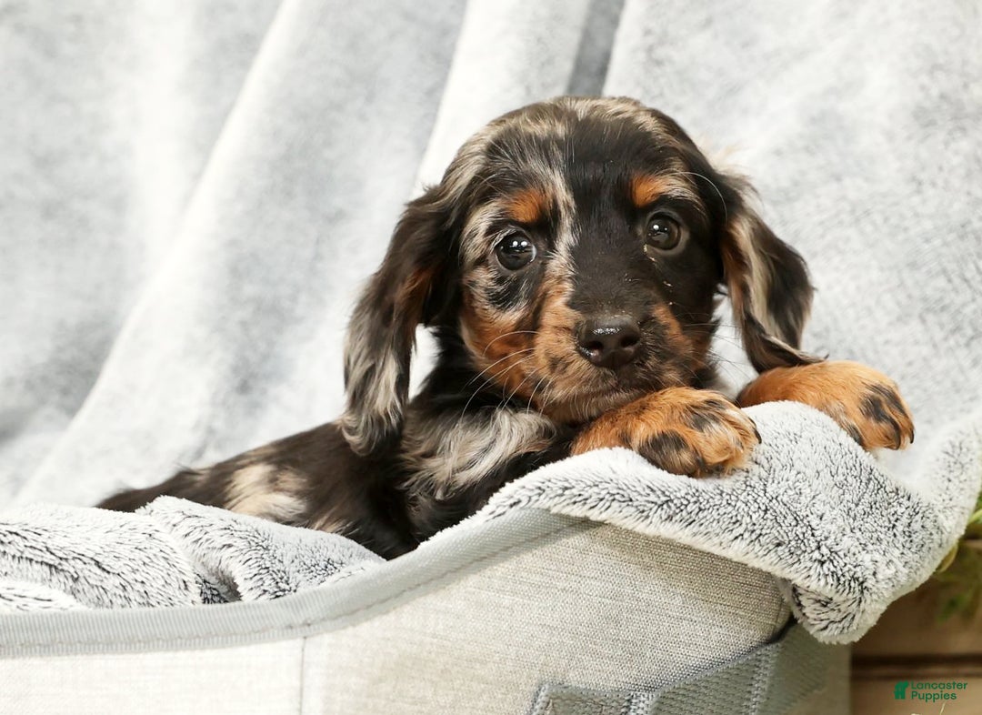 Miniature Dachshund dogs for sale: Milo - Ad 6