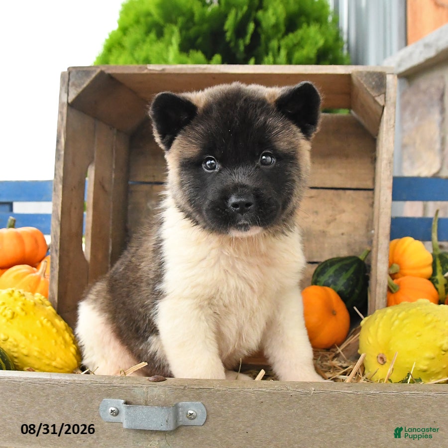 Akita dogs Nicholas - Ad 2