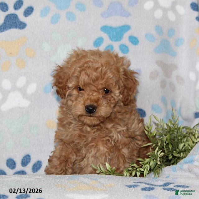 Toy Poodle dogs Tanner - Ad 21