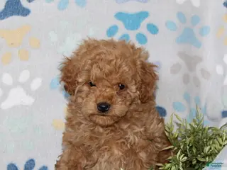 Toy Poodle dogs Tanner - Ad 21