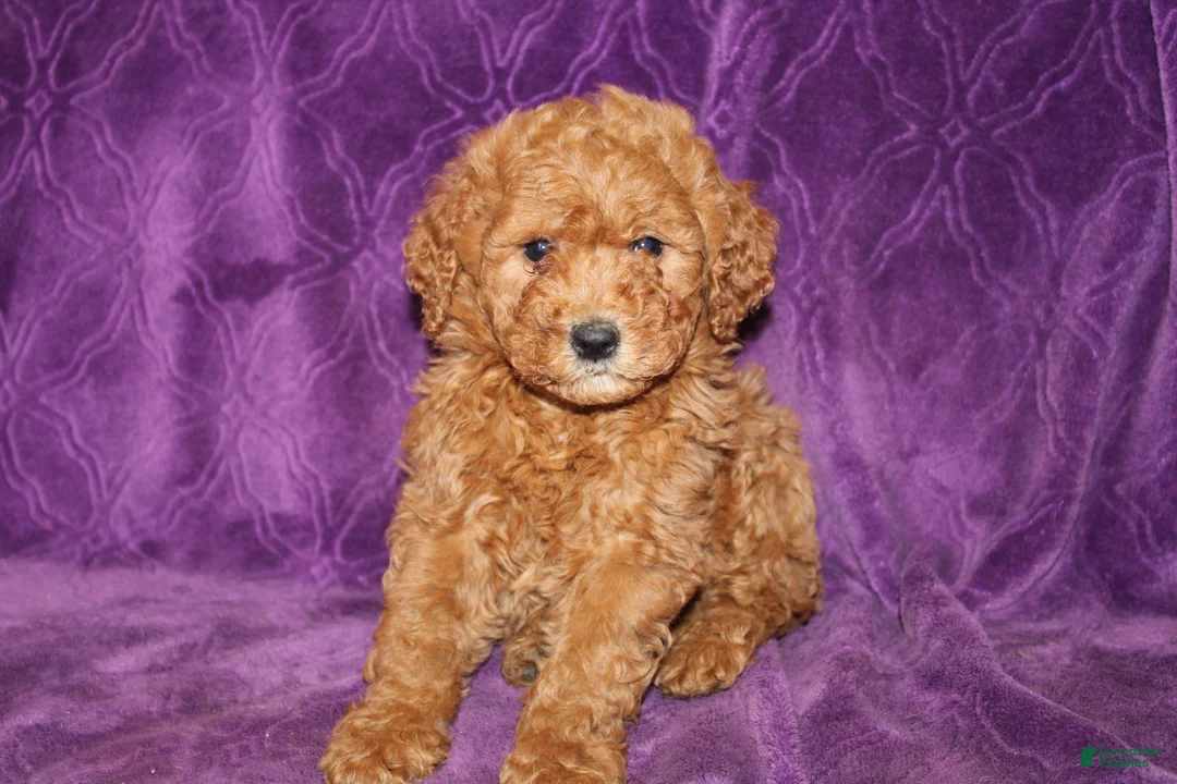 Mini Goldendoodle dogs for sale: Mini Goldendoodle Cody - Ad 1